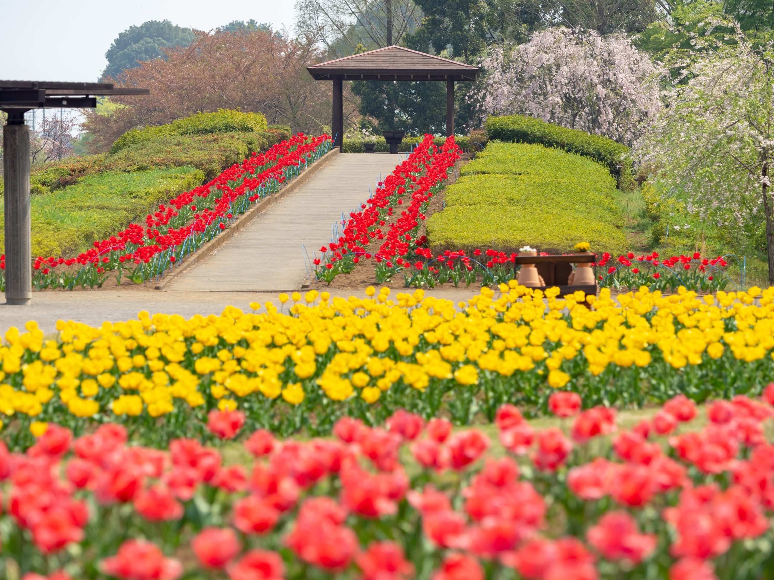 大宮花の丘農林公苑 サムネイル