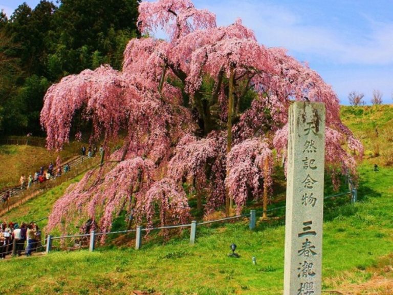 The Takizakura Cherry Tree in Miharu