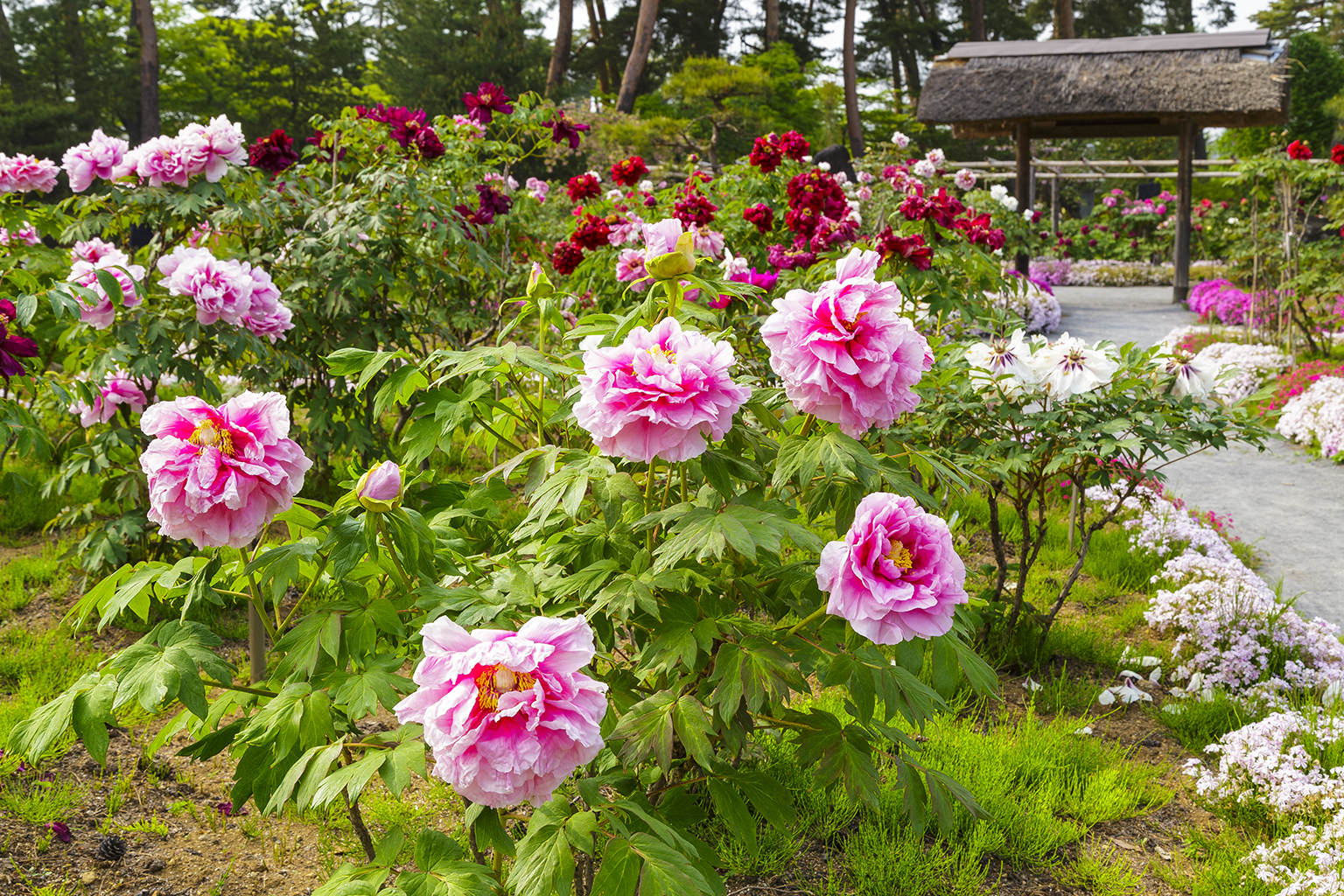 須賀川牡丹園 サムネイル