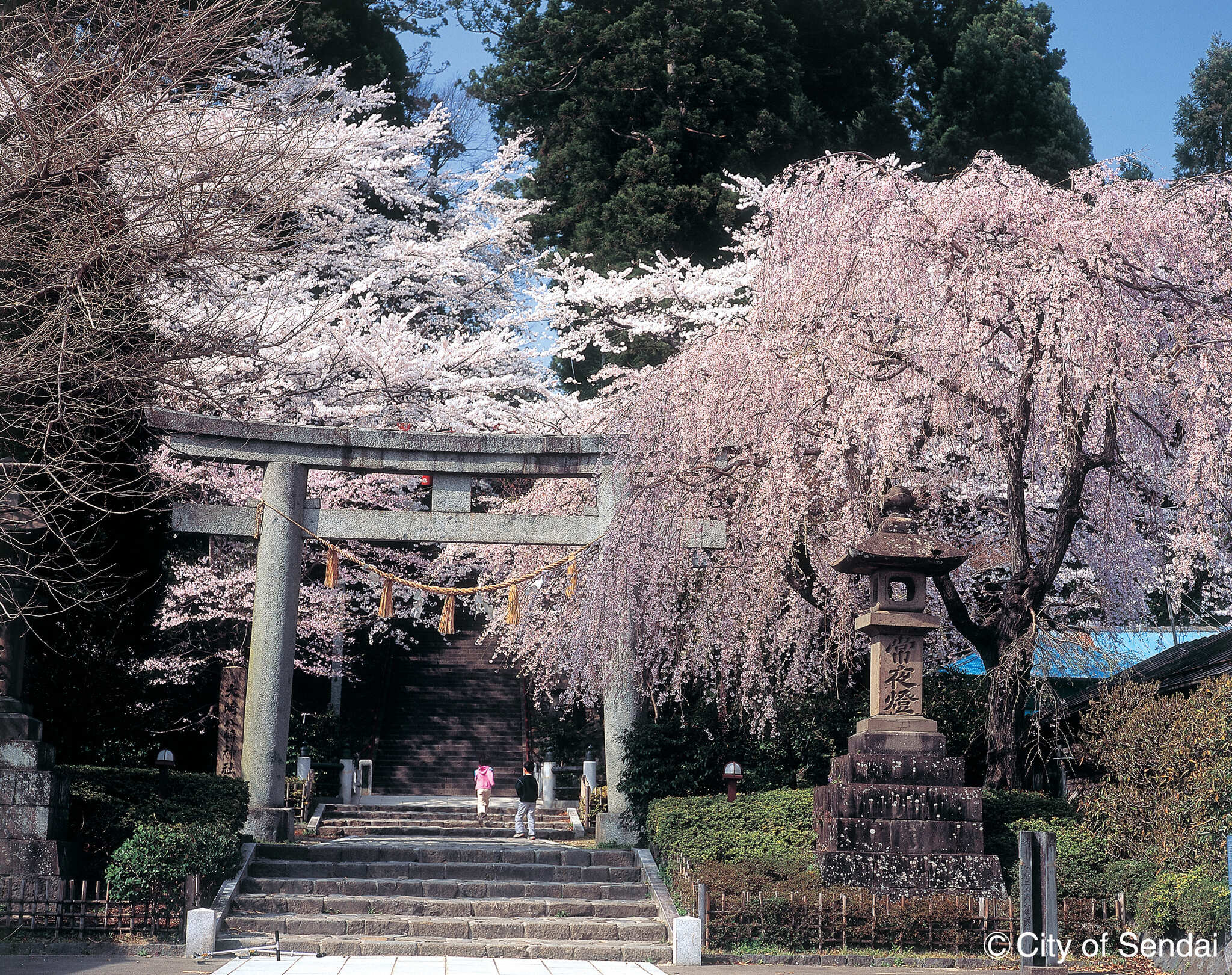 大崎八幡宮 サムネイル