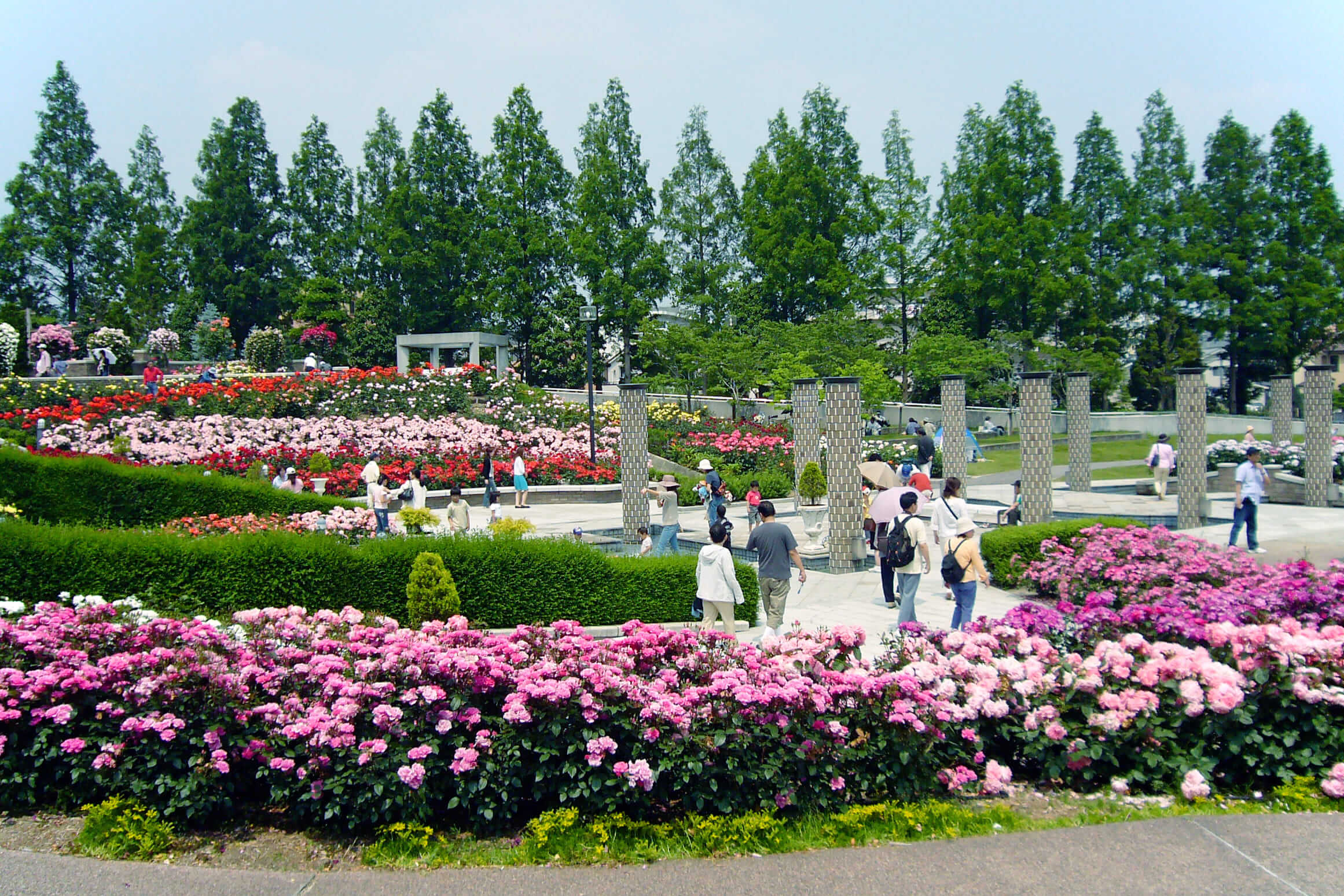 荒牧バラ公園 サムネイル